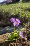 Primula algida