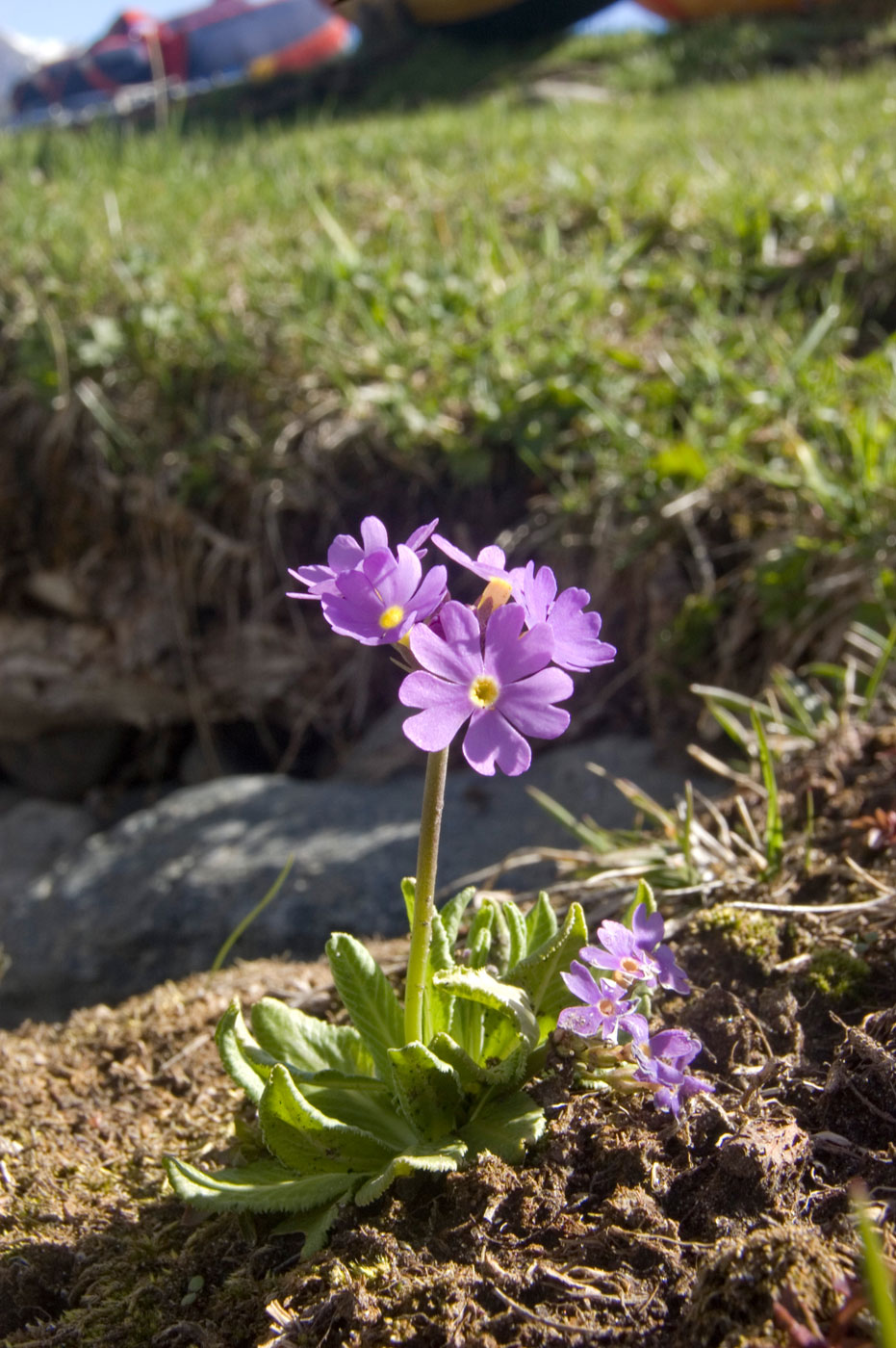 Изображение особи Primula algida.