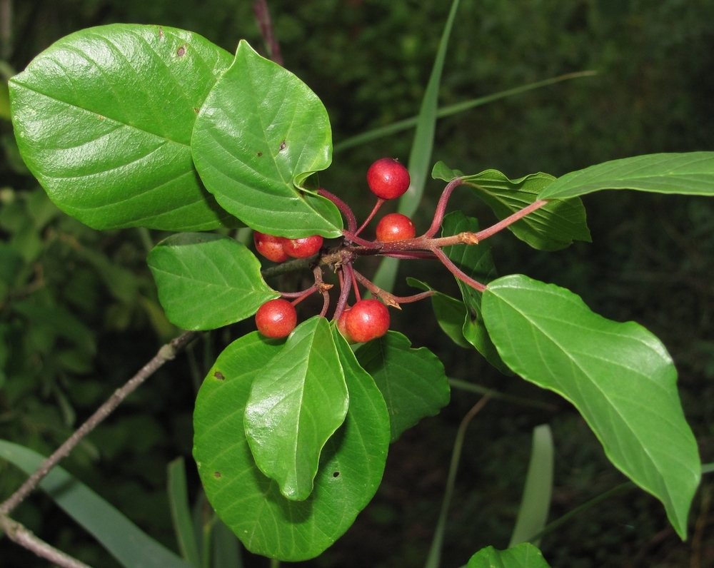 Изображение особи Frangula alnus.