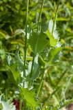 Papaver somniferum