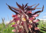 Pedicularis wilhelmsiana. Верхушка соцветия. Адыгея, Кавказский биосферный заповедник, хр. Каменное Море, ≈ 2000 м н.у.м., субальпийский луг. 13.06.2015.