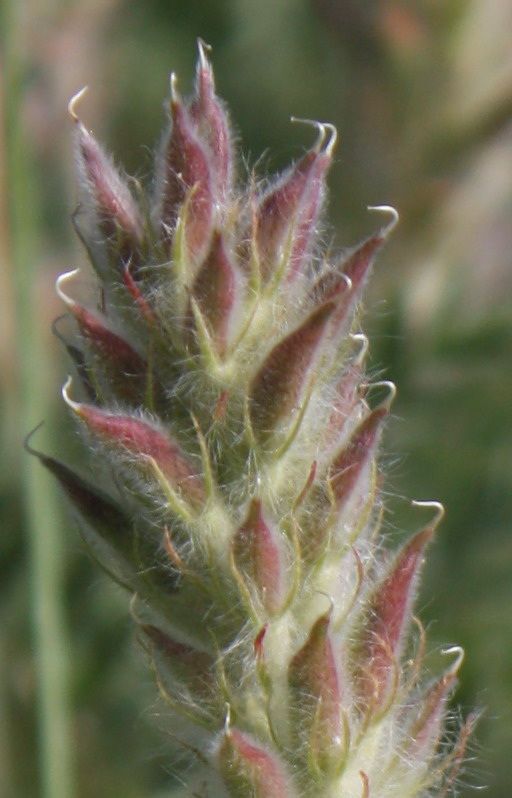 Image of Oxytropis pilosa specimen.