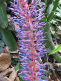 Aechmea fendleri. Часть соцветия. Австралия, г. Брисбен, ботанический сад. 12.09.2015.