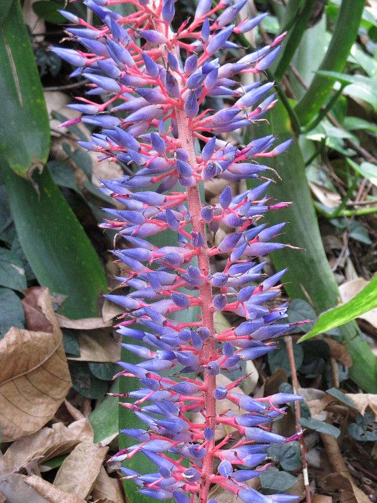 Image of Aechmea fendleri specimen.