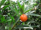 Bonellia macrocarpa. Побег с плодом. Австралия, г. Брисбен, ботанический сад. 26.09.2015.