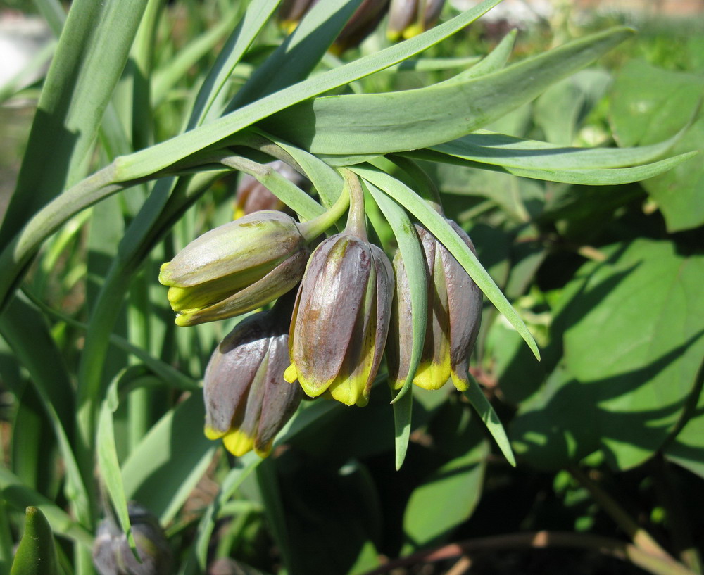 Изображение особи Fritillaria uva-vulpis.