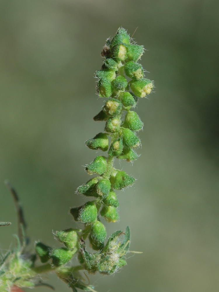 Image of Ambrosia artemisiifolia specimen.