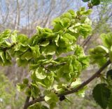Ulmus pumila. Незрелые плоды. Казахстан, г. Байконур, в озеленении. Конец апреля.