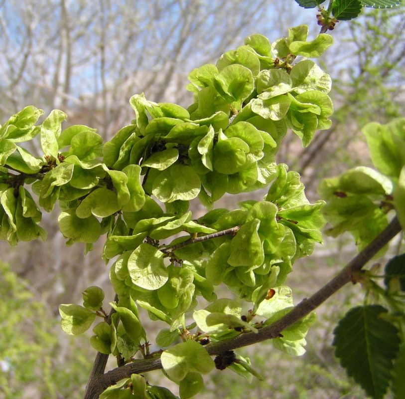 Image of Ulmus pumila specimen.