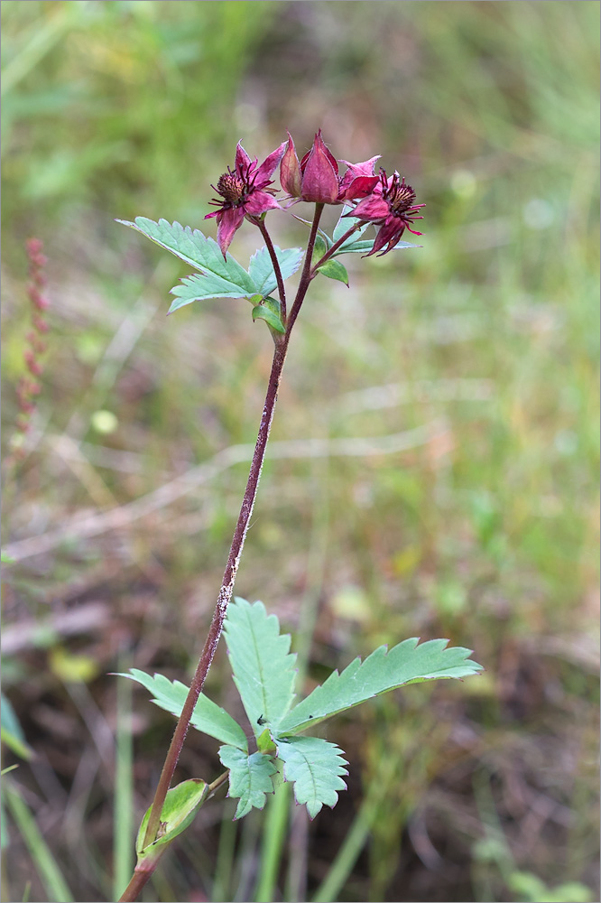 Image of Comarum palustre specimen.