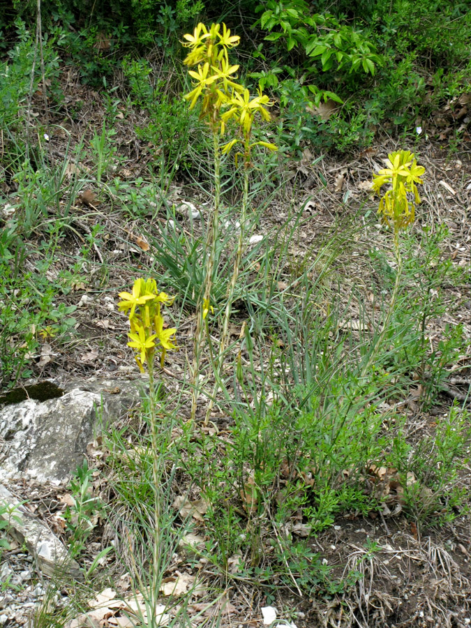 Изображение особи Asphodeline lutea.