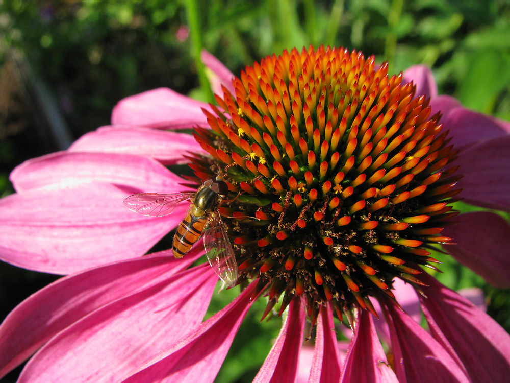 Изображение особи Echinacea purpurea.