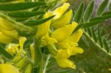 Astragalus sieversianus