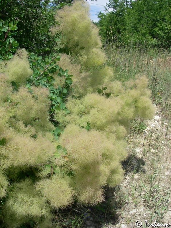 Изображение особи Cotinus coggygria.