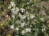 Clematis songorica