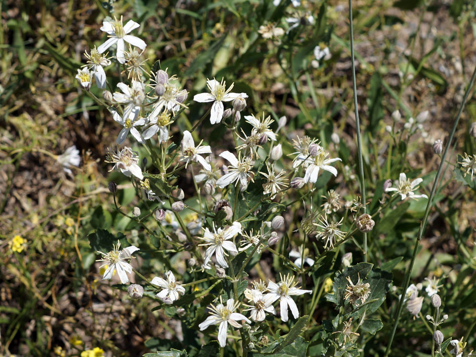 Изображение особи Clematis songorica.