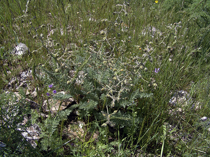 Image of Biebersteinia multifida specimen.