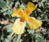 Glaucium squamigerum