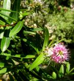 Hebe carnea