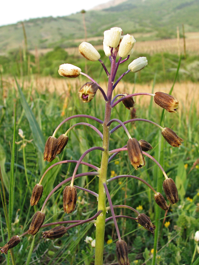 Image of Bellevalia sarmatica specimen.