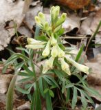 Corydalis angustifolia