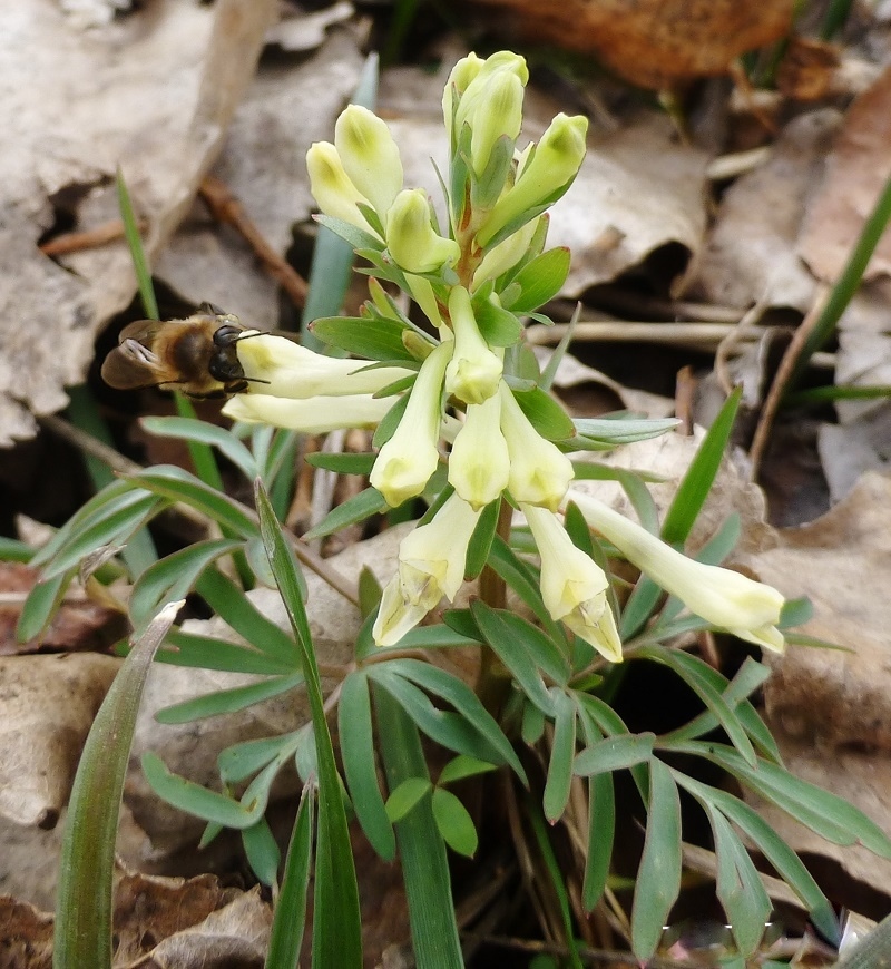 Image of Corydalis angustifolia specimen.