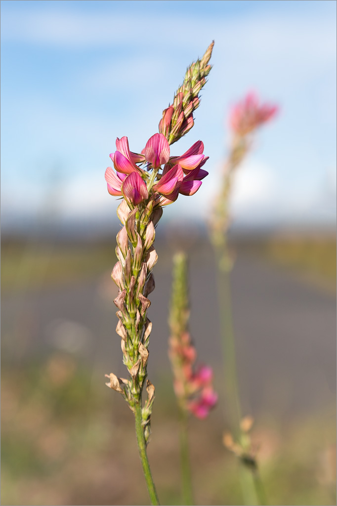 Изображение особи Onobrychis arenaria.