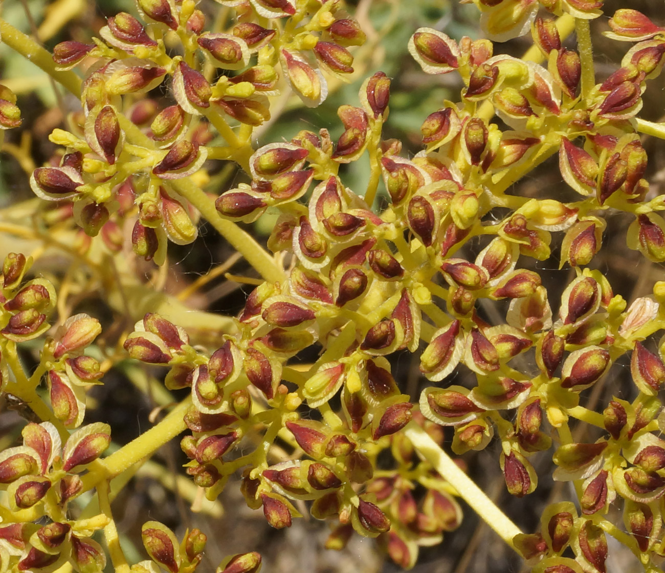 Image of Patrinia intermedia specimen.