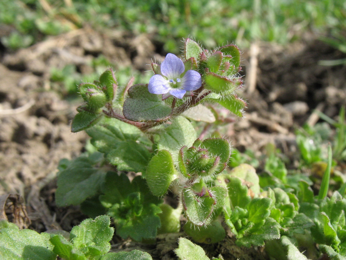 Изображение особи Veronica hederifolia.