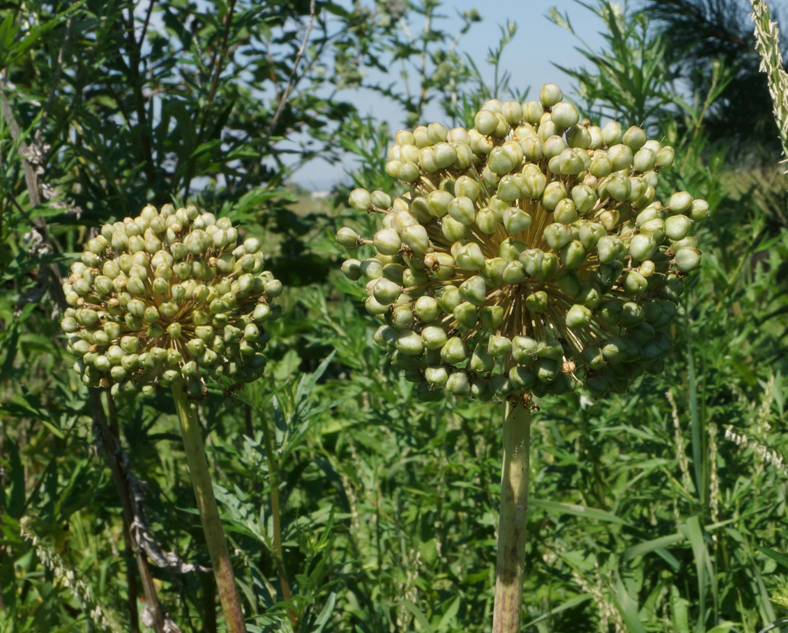 Image of genus Allium specimen.