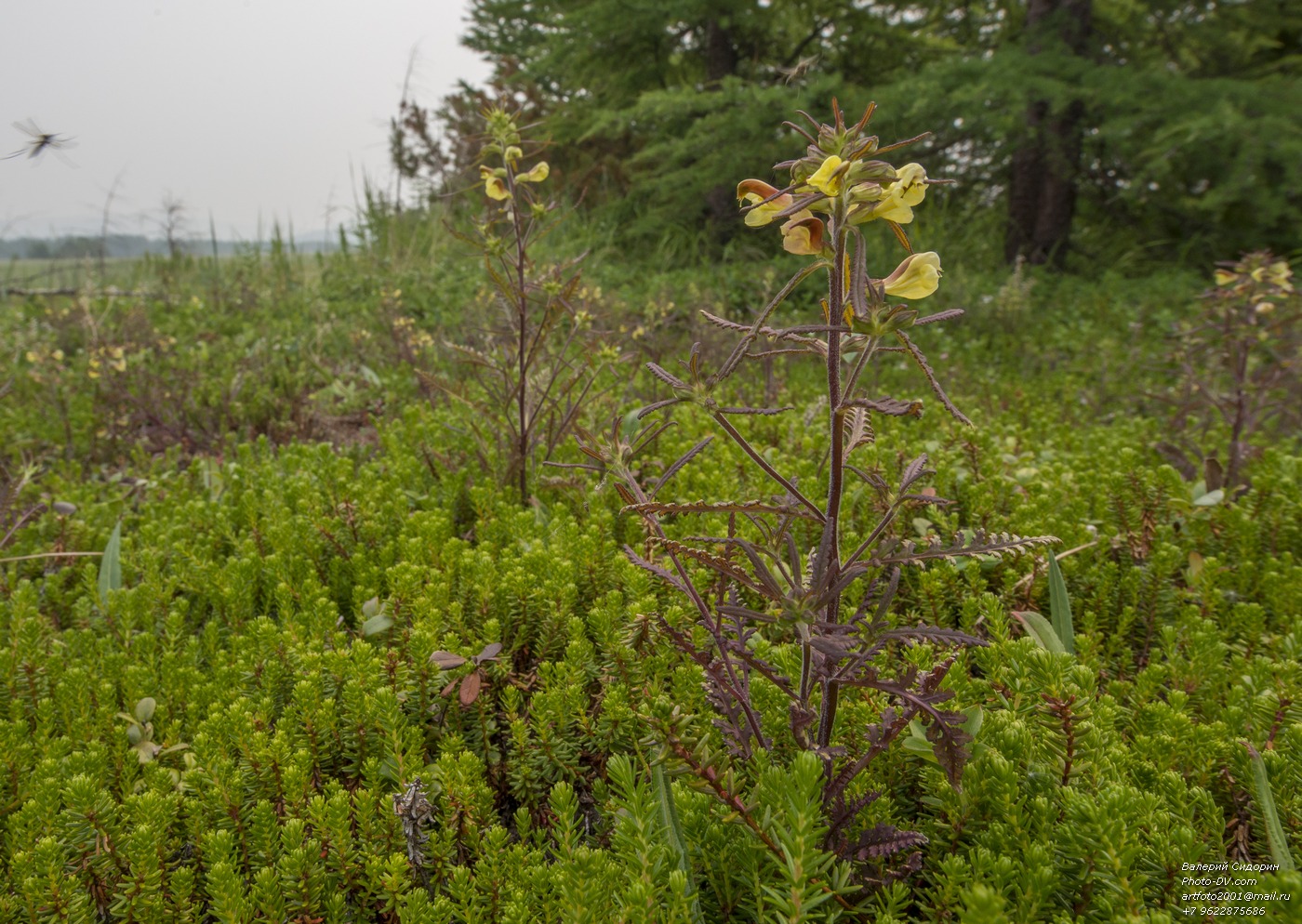 Изображение особи Pedicularis labradorica.