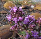 Thymus nummularius. Верхушка побега с соцветием. Адыгея, Кавказский биосферный заповедник, гора Гузерипль, осыпной склон из ожелезнённого слабокарбонатного песчаника с обломками сидерита, ≈ 2150 м н.у.м. 26.07.2015.