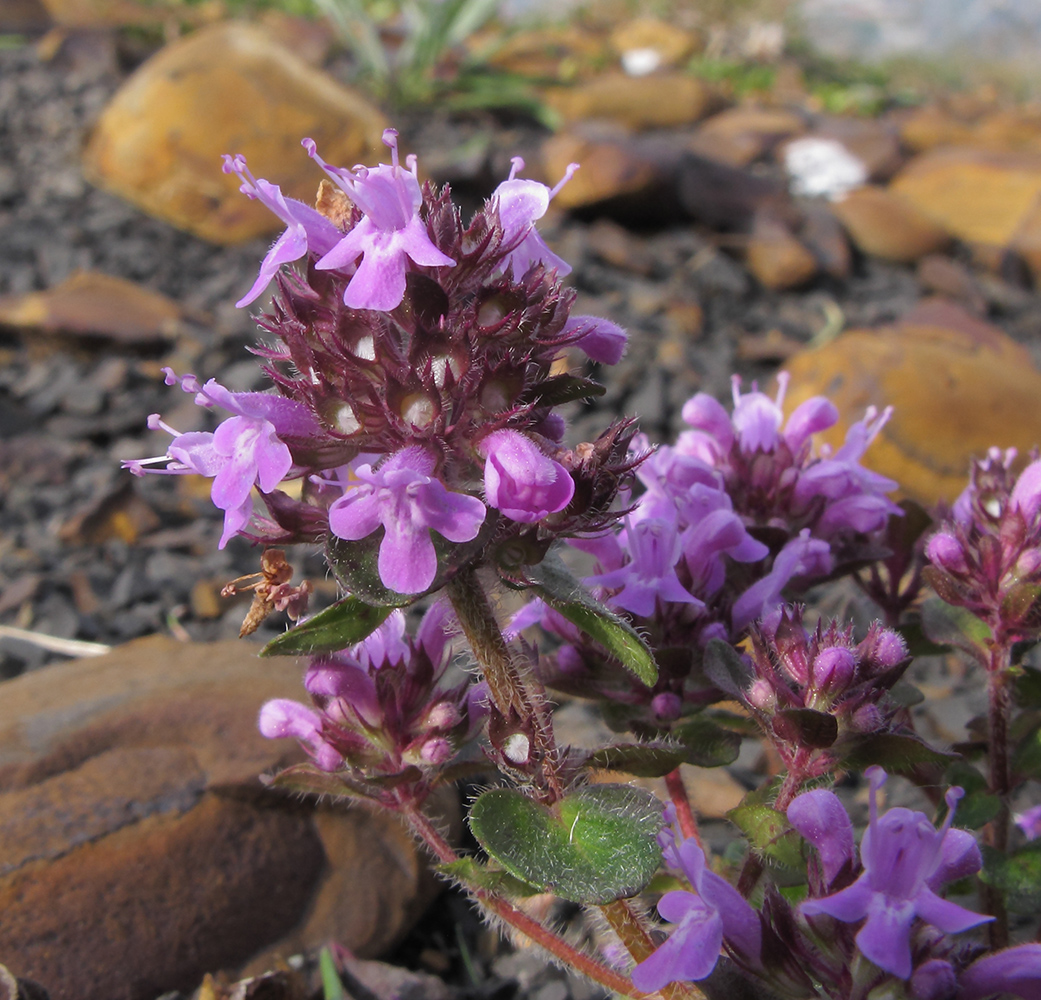 Изображение особи Thymus nummularius.