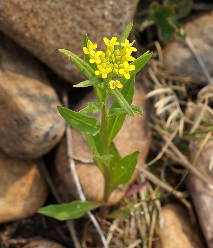 Image of Erysimum cheiranthoides specimen.