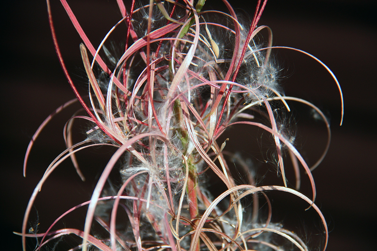 Image of Chamaenerion angustifolium specimen.