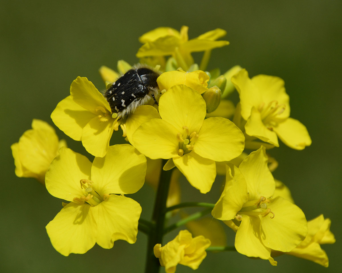 Изображение особи Brassica napus.