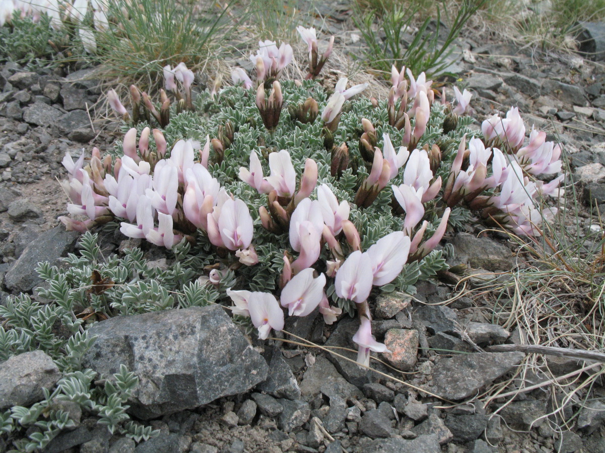 Изображение особи Astragalus heptapotamicus.