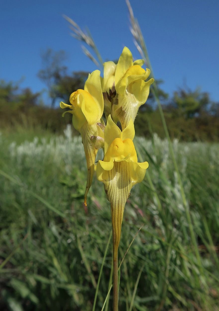 Изображение особи Linaria macroura.