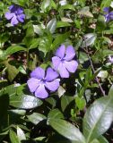 Vinca minor