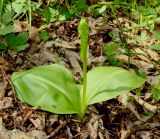 Platanthera chlorantha