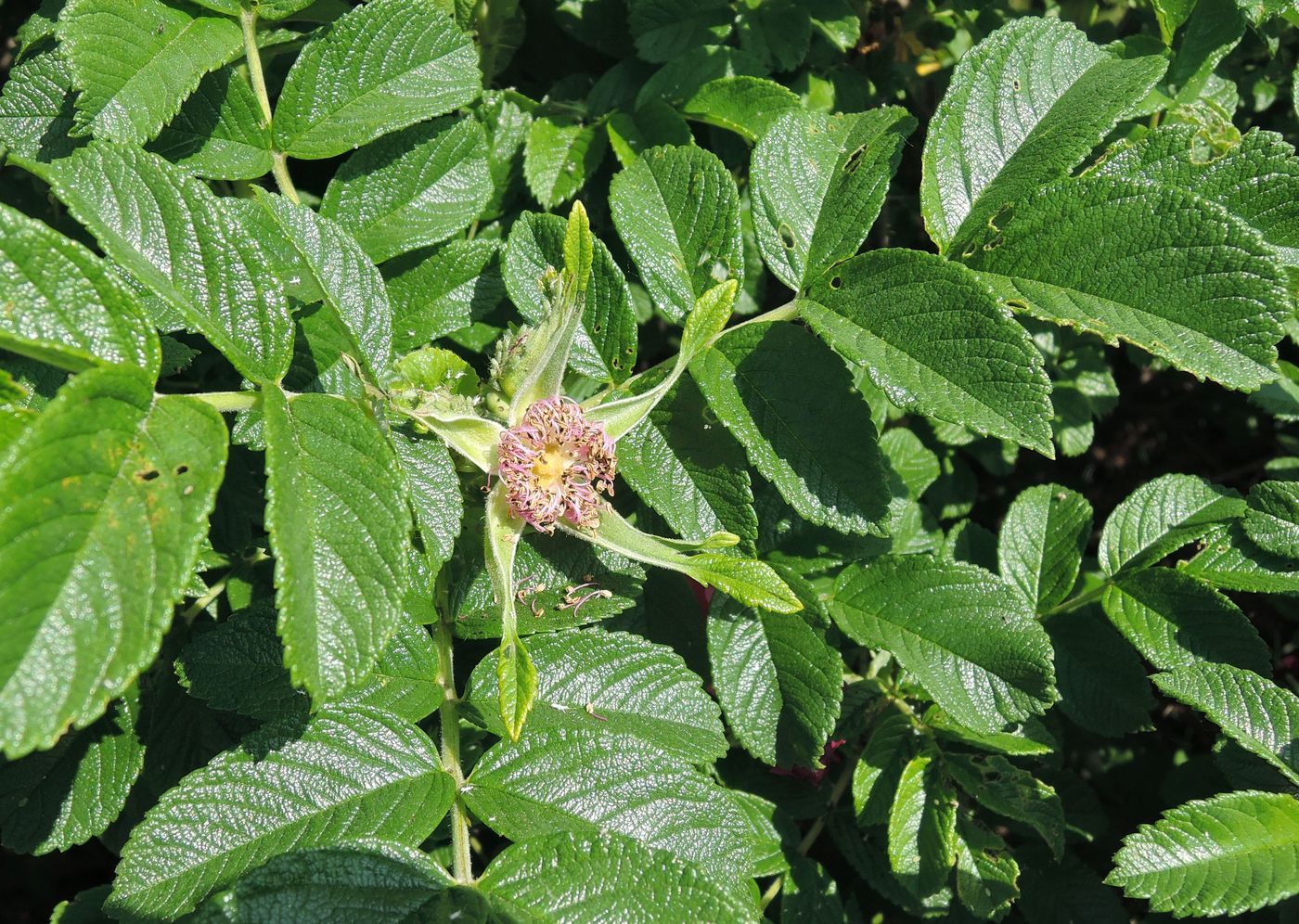 Image of Rosa rugosa specimen.