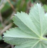 Alchemilla hirsuticaulis. Часть листа (вид на нижнюю сторону). Псковская обл., окр. Изборска, кальцефитный луг на крепостном валу. 28.05.2016.