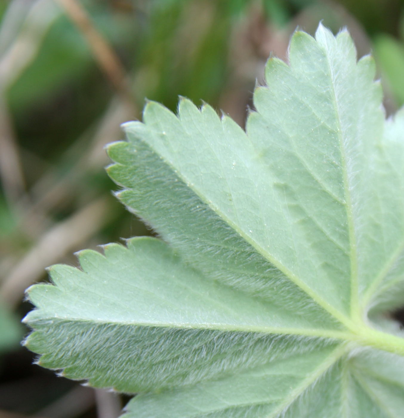 Изображение особи Alchemilla hirsuticaulis.