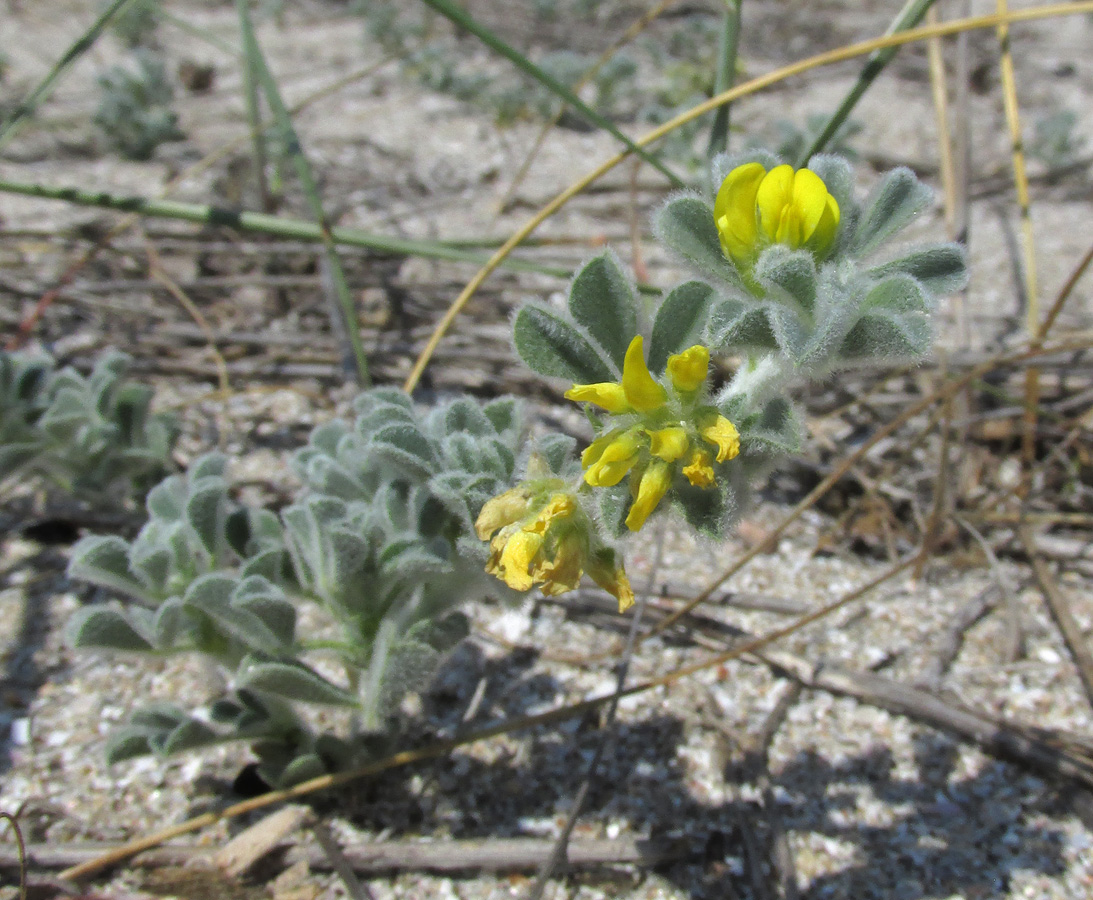 Image of Medicago marina specimen.