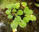 род Nymphaea. Вегетирующие растения. Франция, Прованс, Экс-ан-Прованс, Старый город, усадьба Hôtel de Châteaurenard, бассейн фонтана XVII в., в культуре. 25.07.2014.