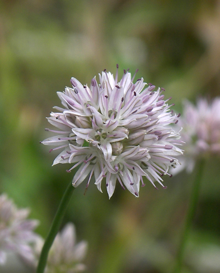 Image of Allium glomeratum specimen.