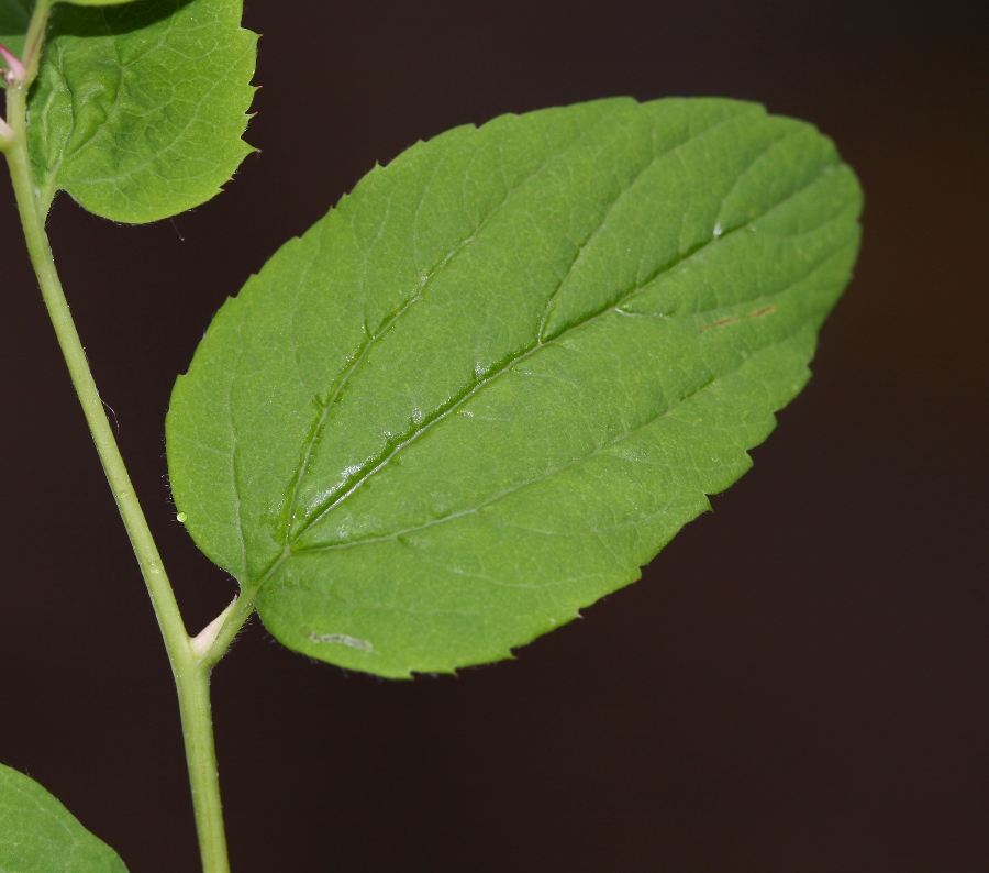 Image of Spiraea flexuosa specimen.