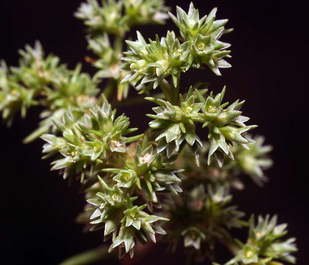 Изображение особи Scleranthus annuus.