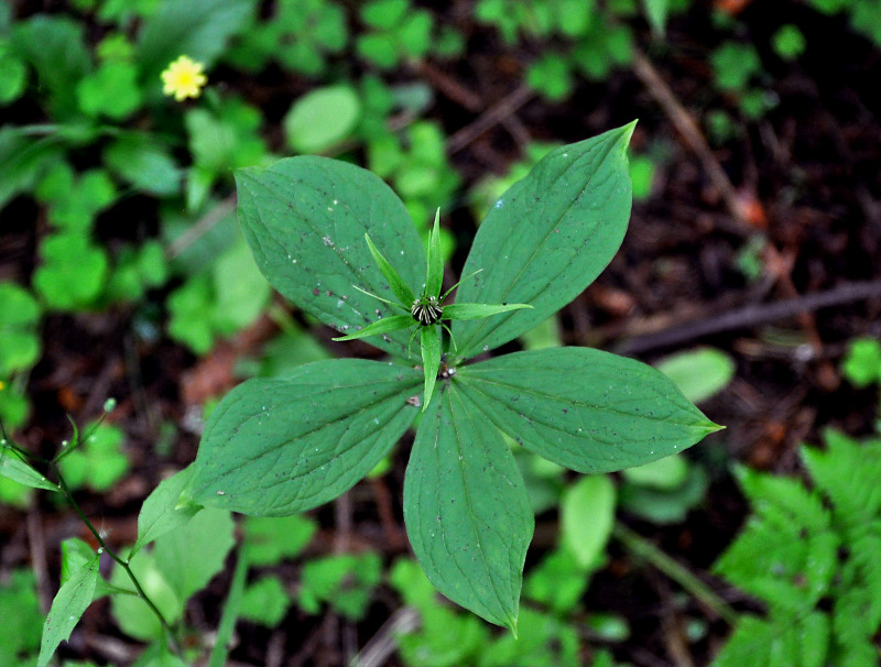 Image of Paris quadrifolia specimen.