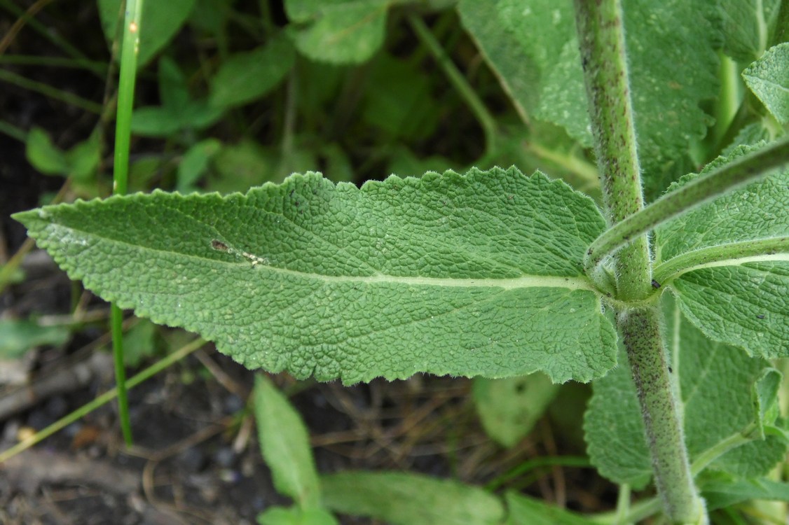 Image of Salvia tesquicola specimen.